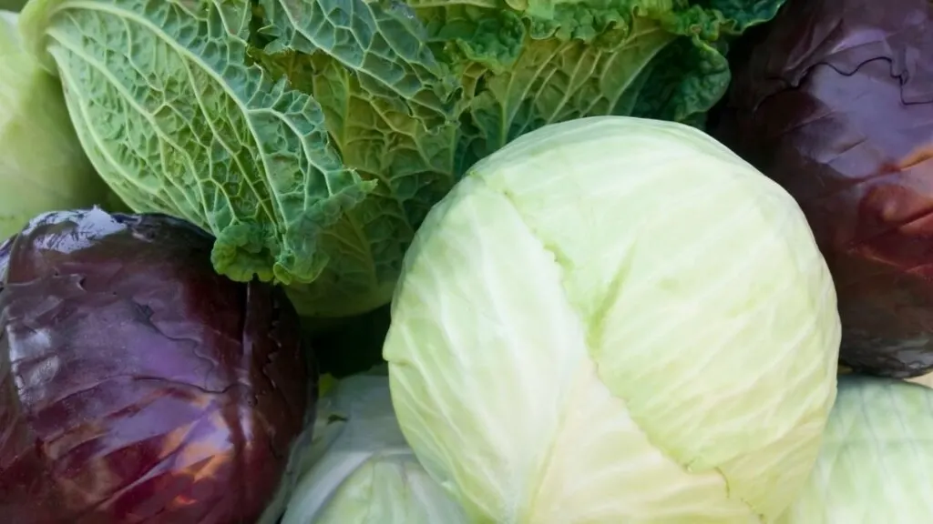 Types of Cabbages