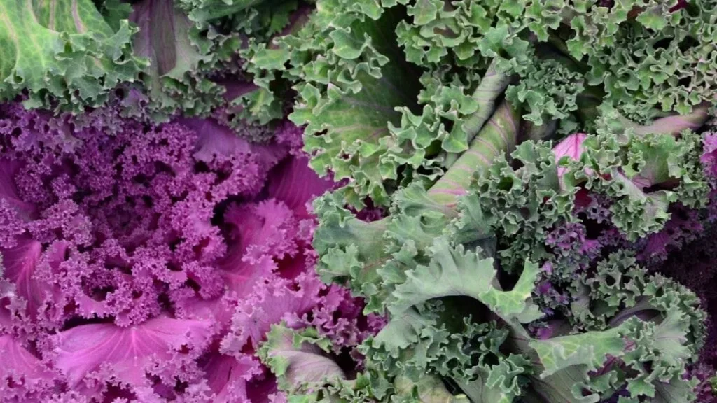 Types of Kale