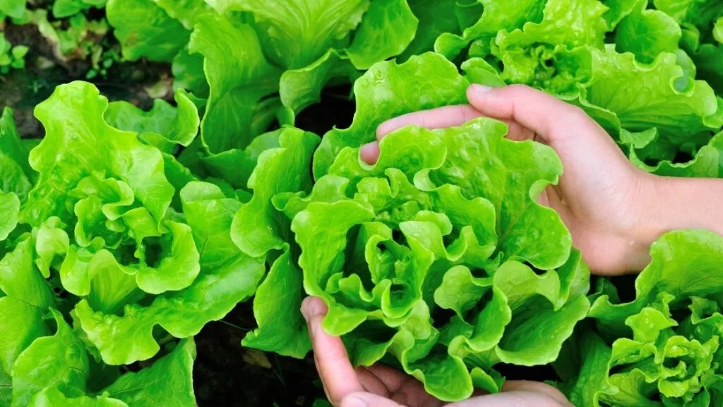 Types of Lettuce And Greens 