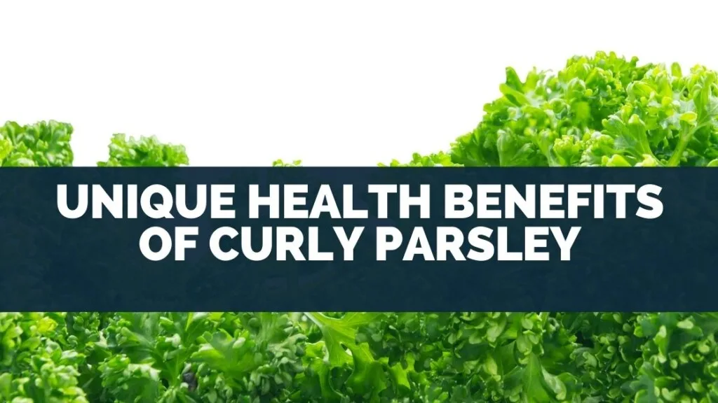 Unique Health Benefits of Curly Parsley