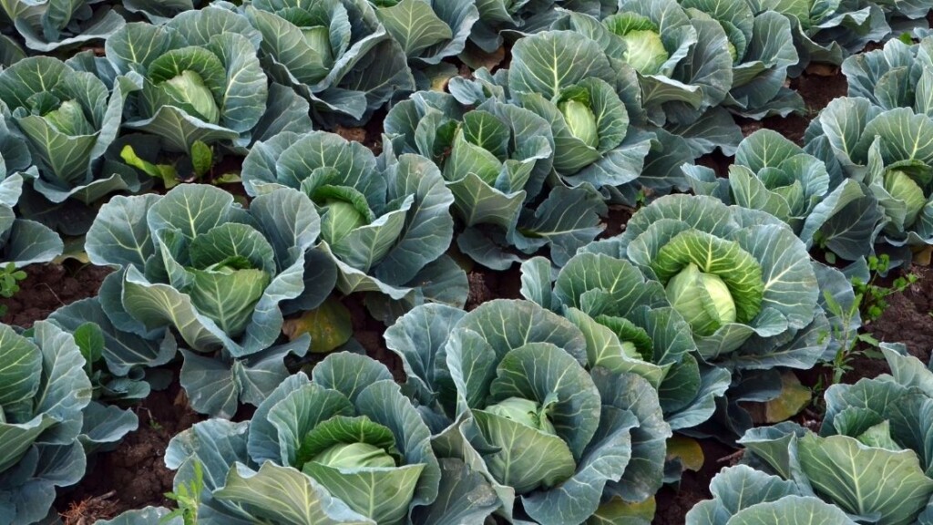 What Are Cabbage Leaves