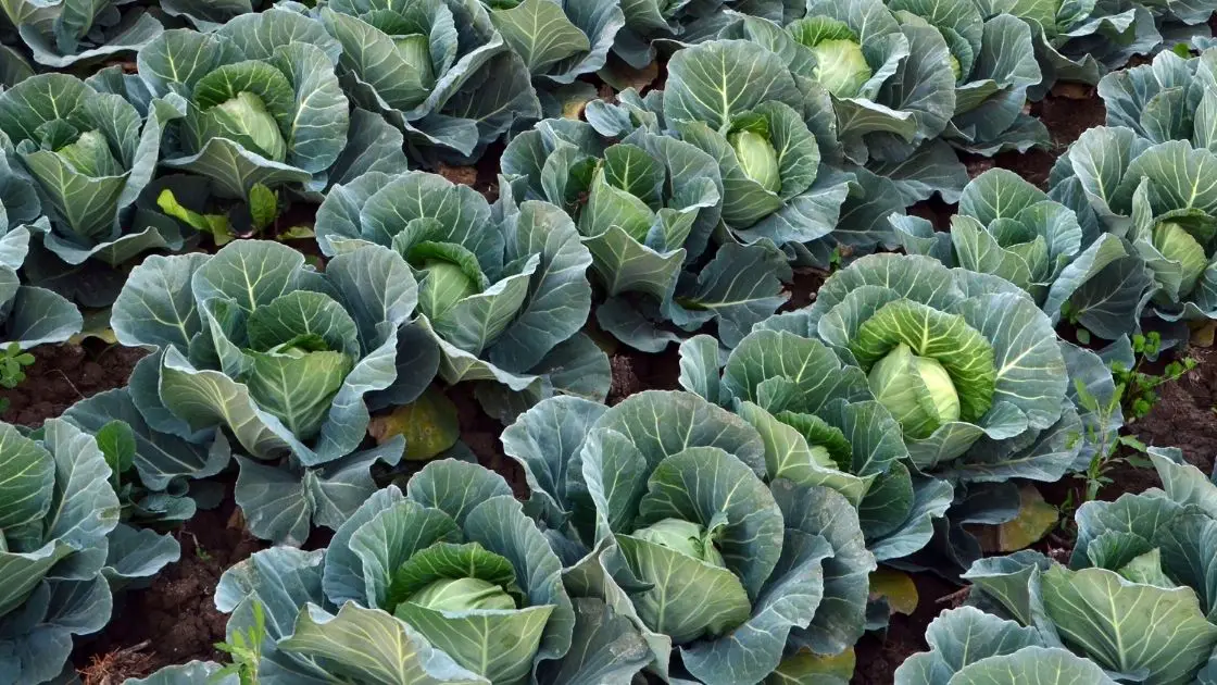 LowCarb Greens Nutritional Benefits of Cabbage Leaves