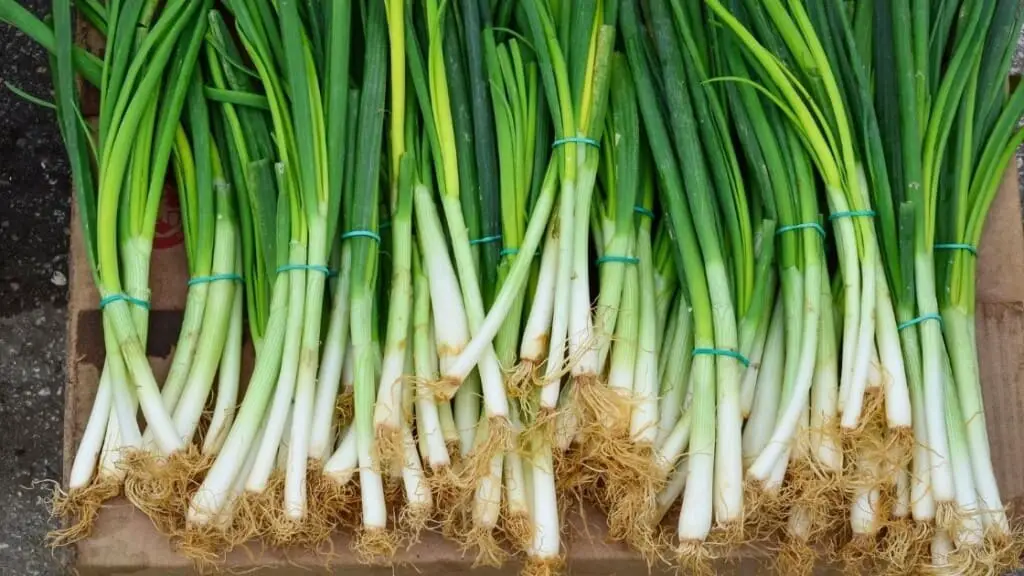 What Are Green Onions
