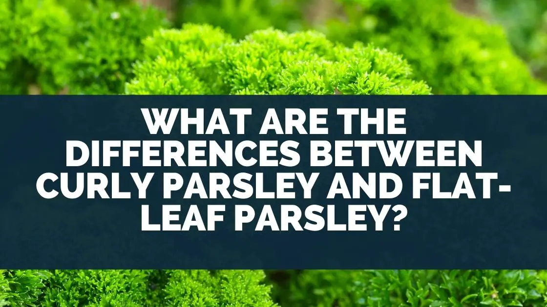 What Are The Differences Between Curly Parsley and Flat-Leaf Parsley