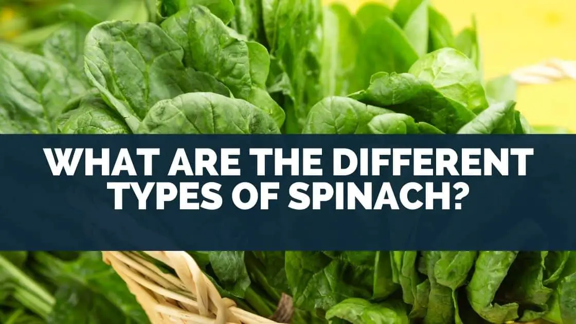 What Are The Different Types of Spinach?