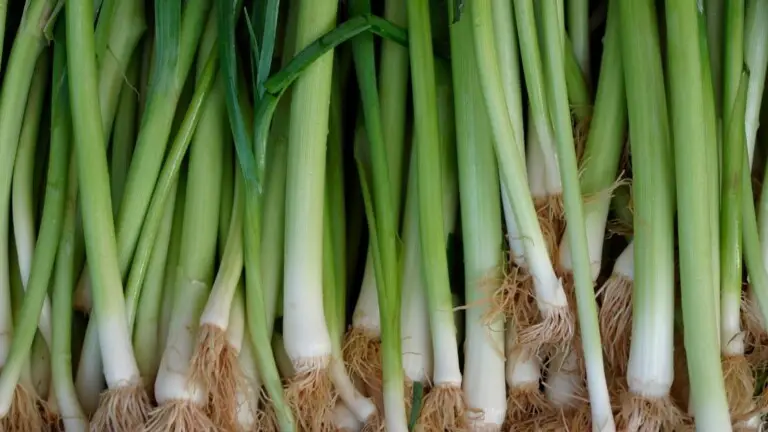 Leeks vs Green Onions: Are They The Same?