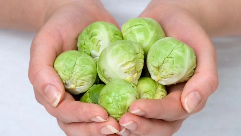 What Are Tips For Buying Brussel Sprouts