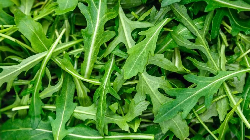 What Does Arugula Look Like