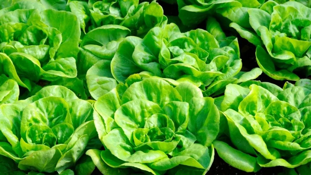 What Does Bibb Lettuce Taste Like