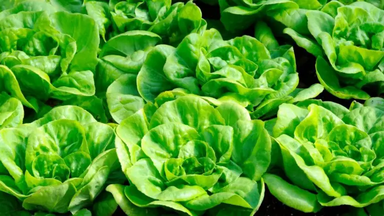 What is Bibb Lettuce? What Are Its Benefits?