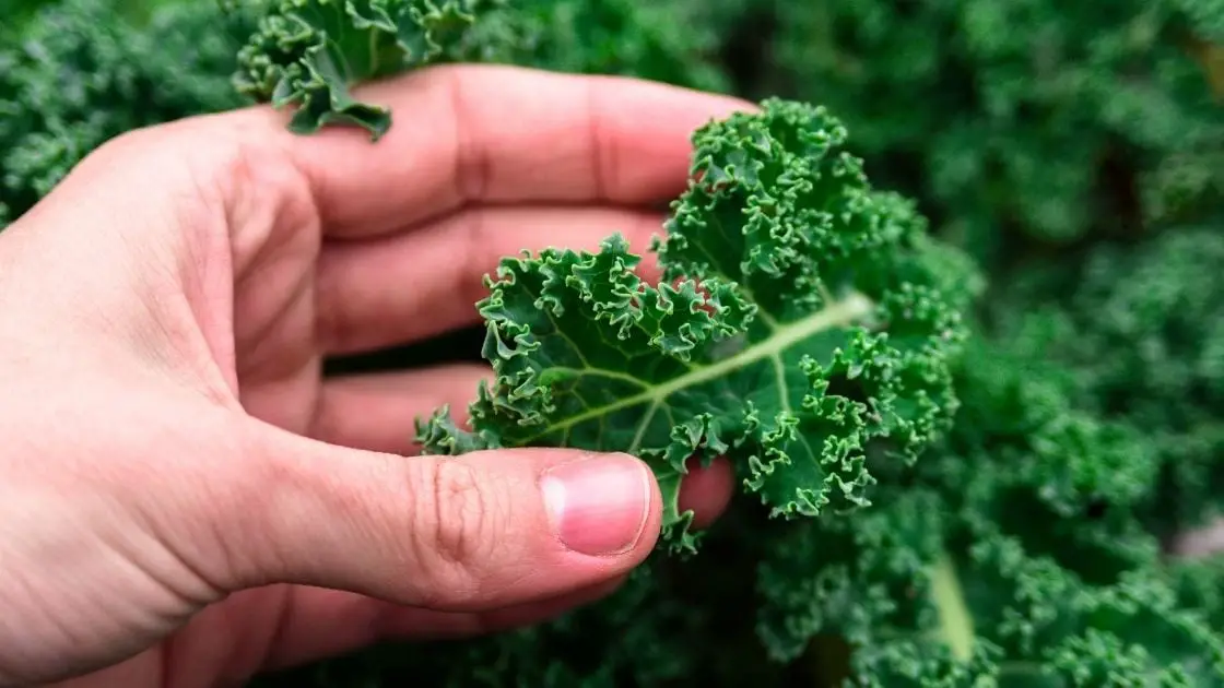 Leafy Basics What Does Kale Taste Like?