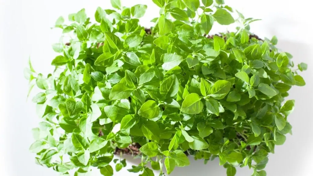 What are Broccoli Microgreens