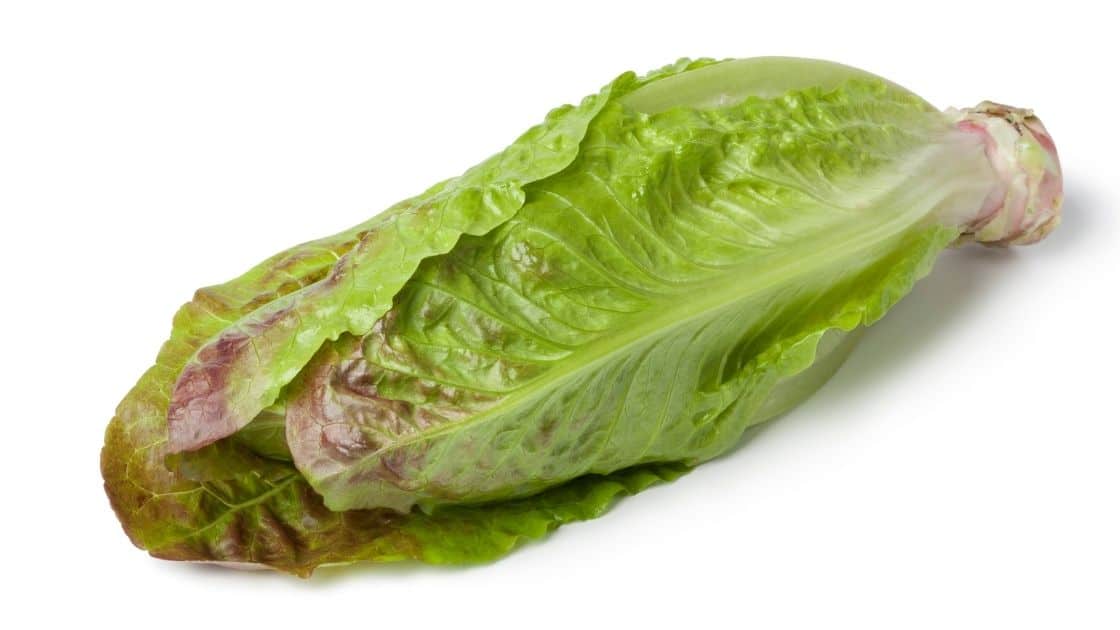 Why Does Romaine Lettuce Turn Red Overtime?