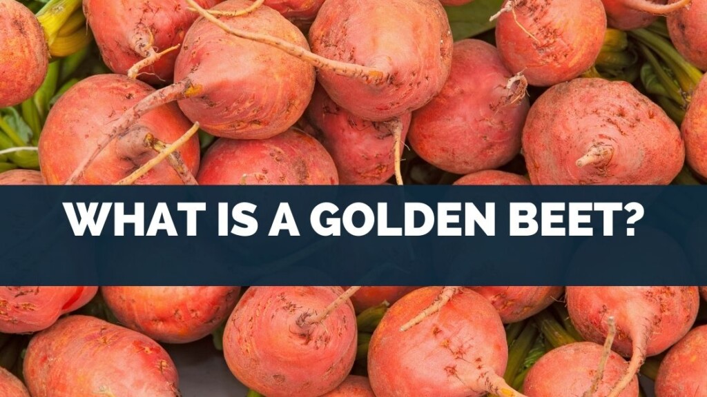 What is A Golden Beet