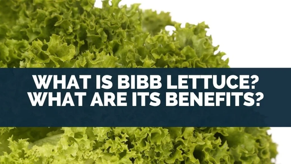 What is Bibb Lettuce? What Are Its Benefits?