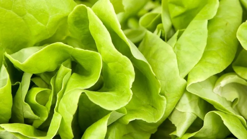 What is Boston Lettuce