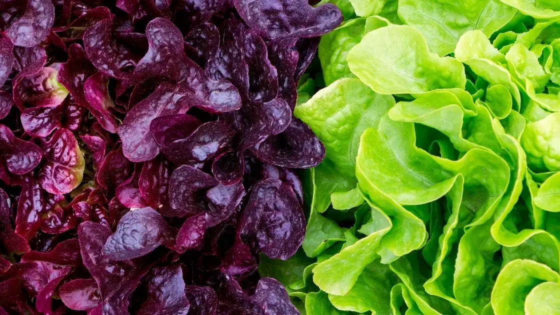 5 Health Benefits of Eating Green Leaf Lettuce Regularly