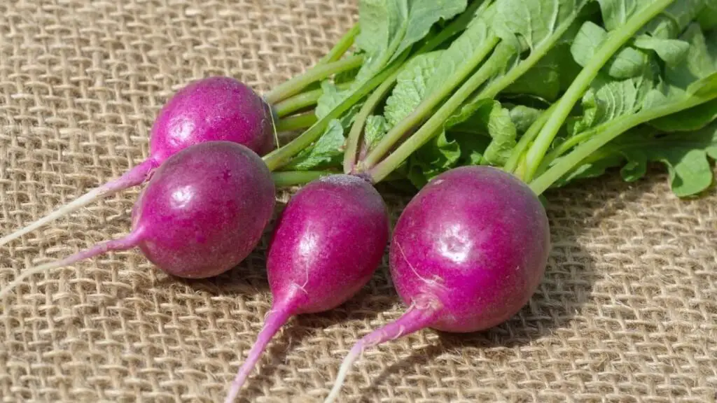 What is Purple Radish