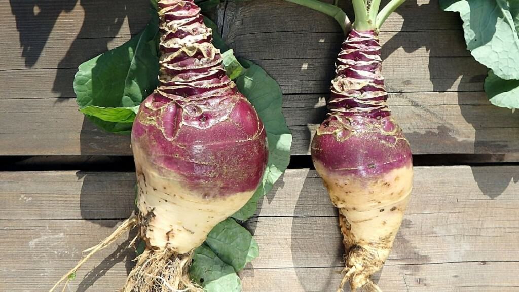 What is the carb count of rutabaga