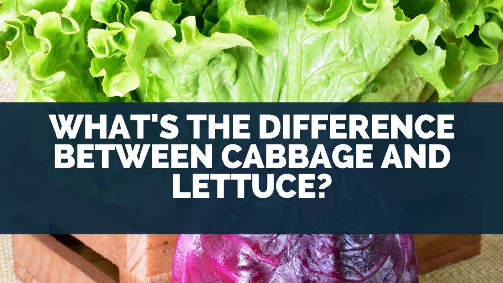 What's The Difference Between Cabbage and Lettuce