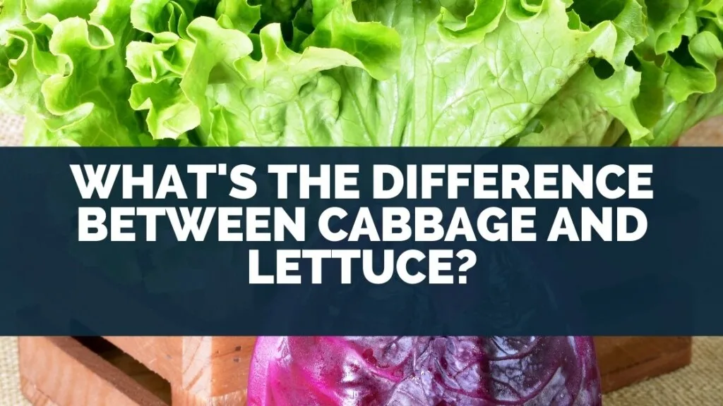 What's The Difference Between Cabbage and Lettuce