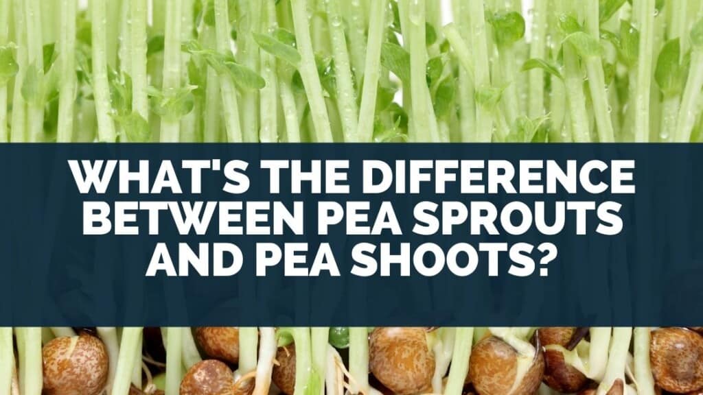 What's The Difference Between Pea Sprouts and Pea Shoots 