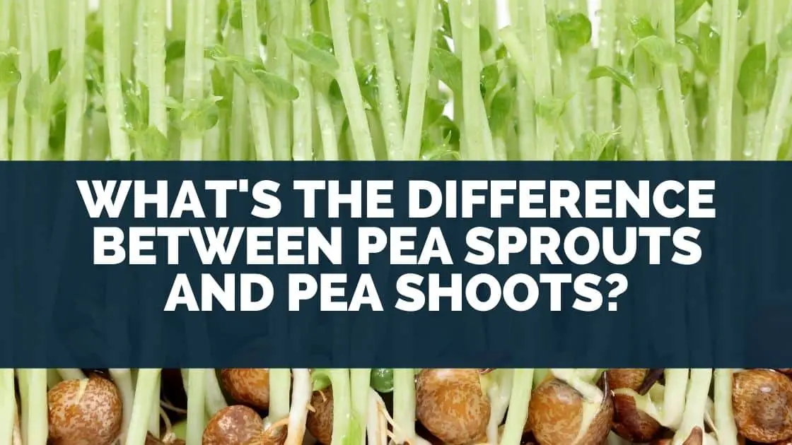 What’s The Difference Between Pea Sprouts and Pea Shoots?
