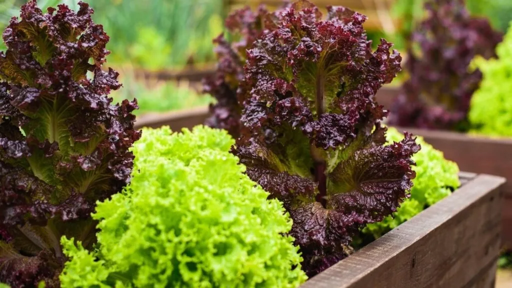 Where To Find Lettuce And How To Store 