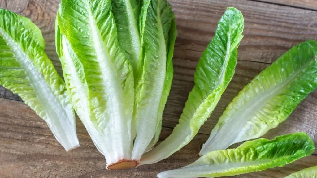 Why Do Lettuce Turn Rusty