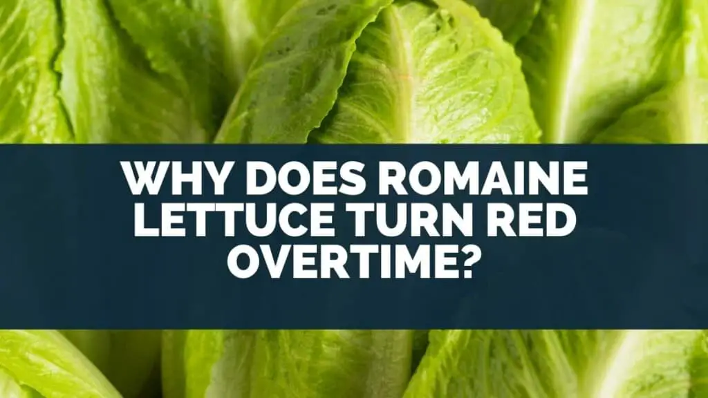 why-does-romaine-lettuce-turn-red-overtime