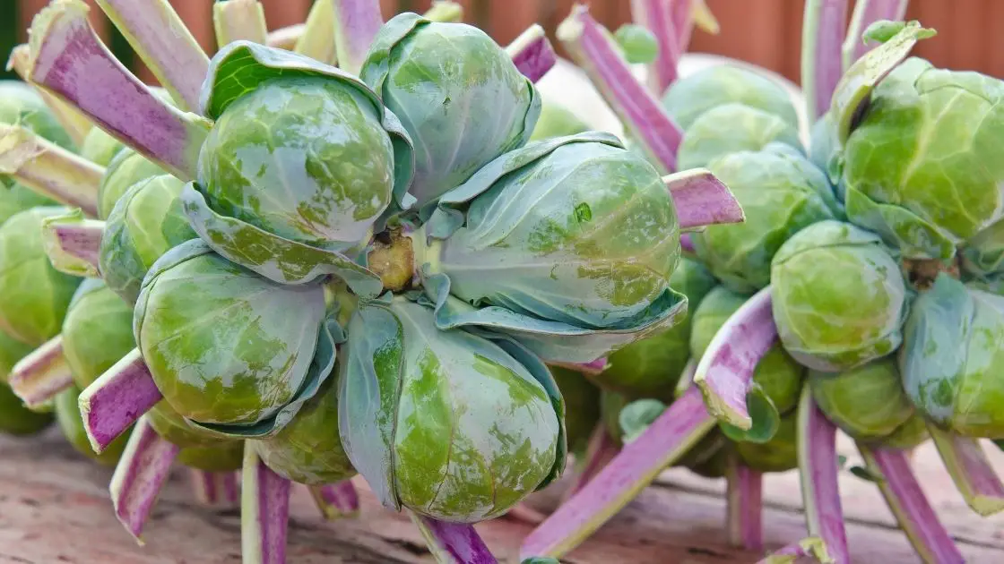 What Do Brussel Sprouts Taste Like?