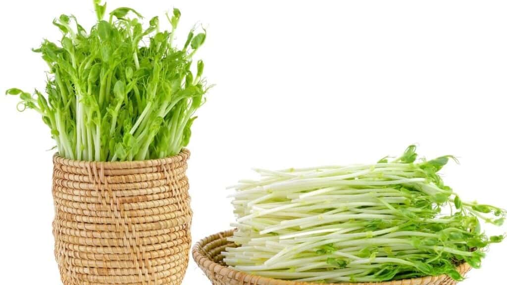 Wrapping About Pea Sprouts: The Benefits 