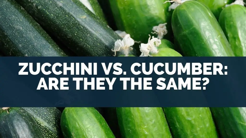 Zucchini vs. Cucumber: Are They The Same