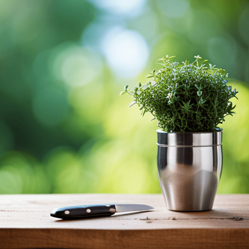 Thyme: A Must-Have Herb For Your Kitchen